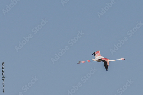 Group of Flamingo in Tunisia 