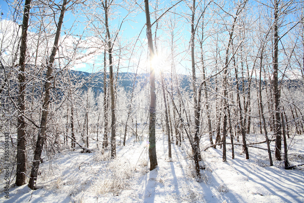 Snow forest