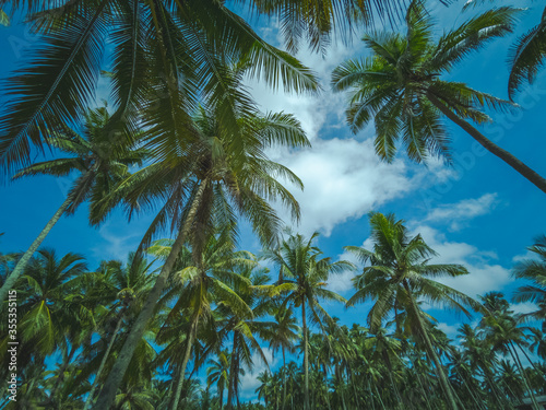 Looking up view hundreds of tropical coconut trees with pale color filter applied.