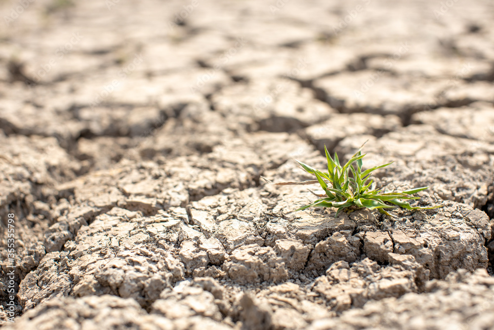 Cracked soil, dry soil, arid, summer soil, lack of moisture, no plants, weeping tiger, Asia
Cracked soil, dry soil, arid, summer soil, lack of moisture, no plants, weeping tiger, Asia