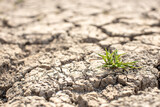 
Cracked soil, dry soil, arid, summer soil, lack of moisture, no plants, weeping tiger, Asia