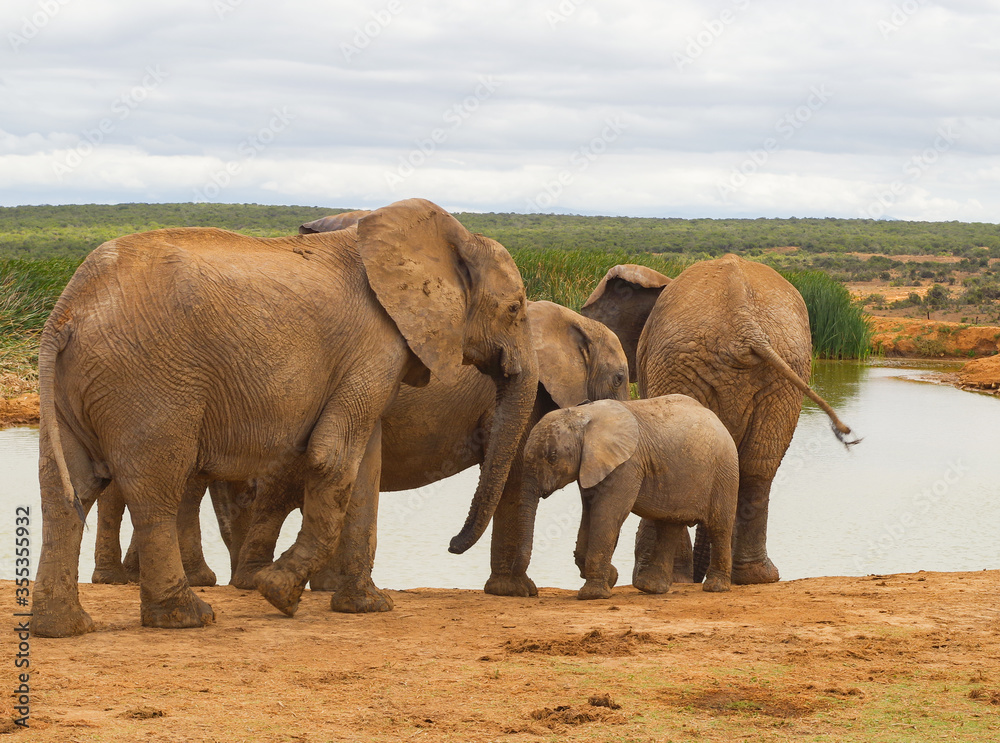 Fototapeta premium Elefanten im Naturreservat im National Park Südafrika
