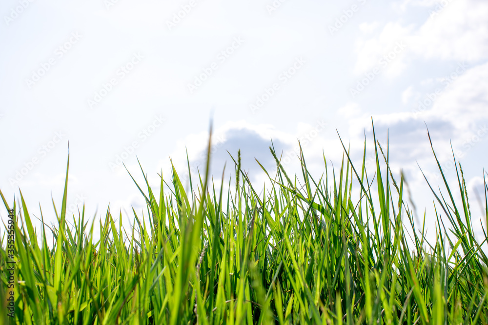 grass flower grass green rim of the sky grass flower grass green rim of the sky