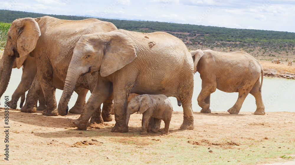 Fototapeta premium Elefanten im Naturreservat im National Park Südafrika