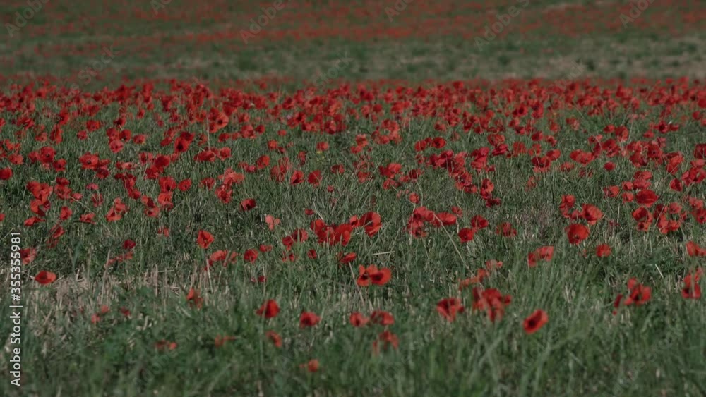 Colorful red poppy field in a countryside landscape, low angle Colorful red poppy field in a countryside landscape, low angle