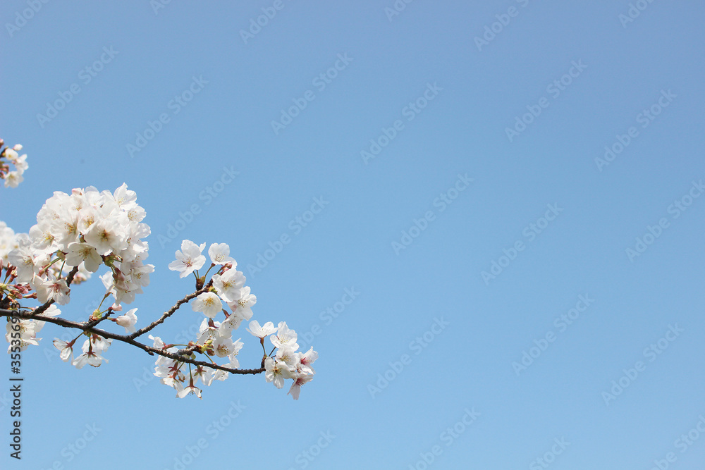 桜_0037 桜_0037