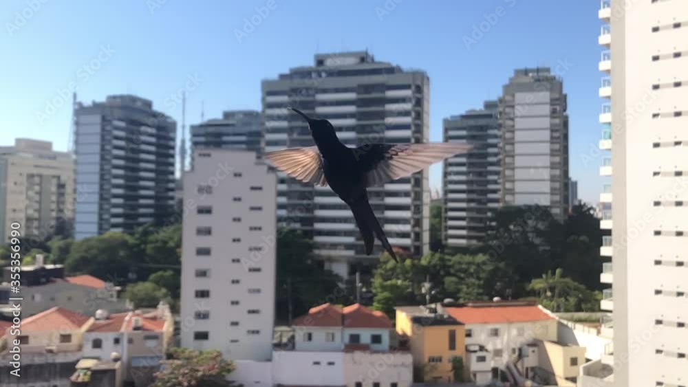 Swallow-tailed hummingbird flying in slow motion with buildings in the background, Sao Paulo city center, Brazil Swallow-tailed hummingbird flying in slow motion with buildings in the background, Sao Paulo city center, Brazil