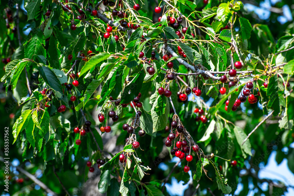 Ripe cherries in the tree. Cherry season