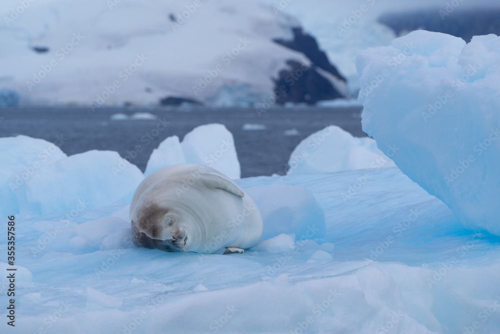 Crabeater seal lying on an iceberg in Antarctica Crabeater seal lying on an iceberg in Antarctica