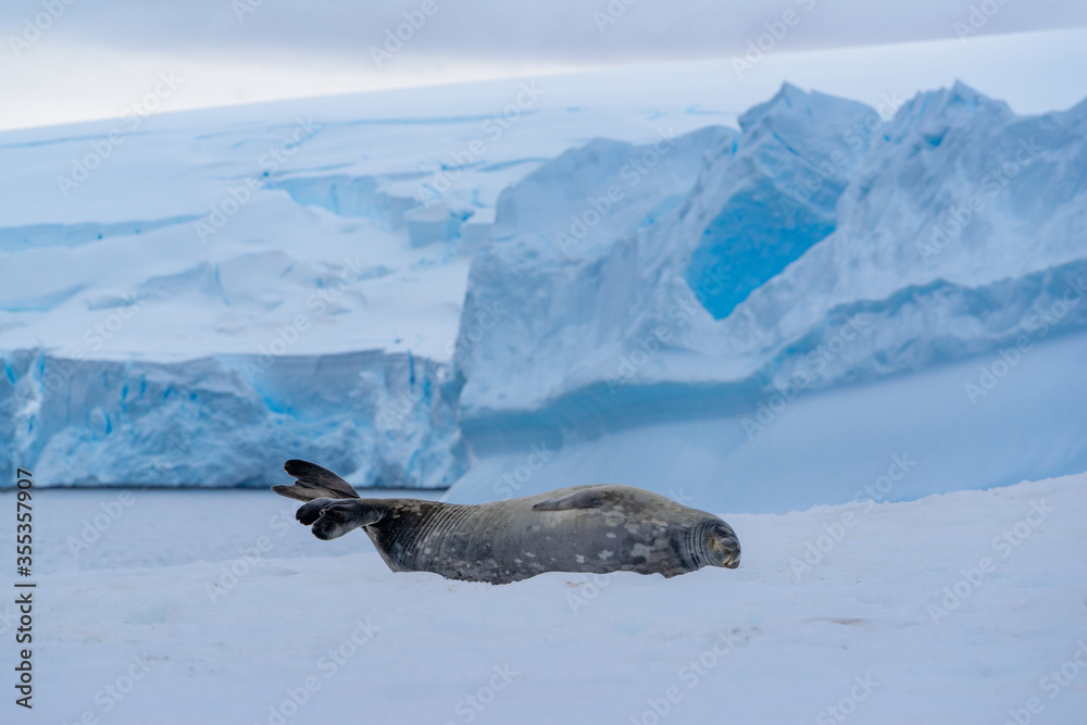 Obraz premium Weddell seal lying on a snowy hill with a glacier in the background in Antarctica