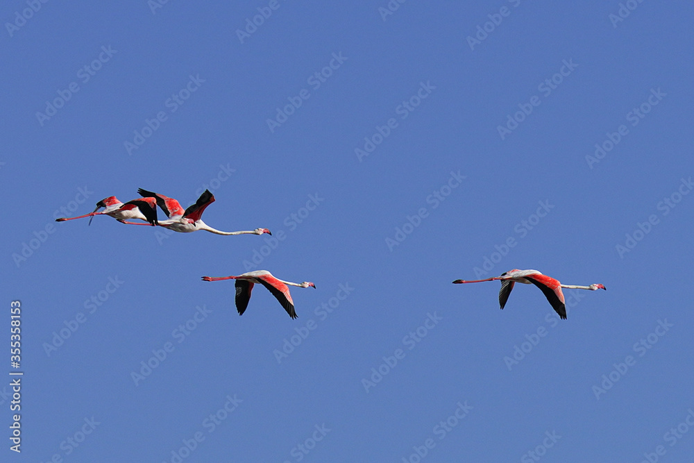 Fototapeta premium Group of Flamingo in Tunisia 