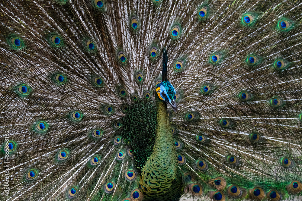 Obraz premium peacock with feathers