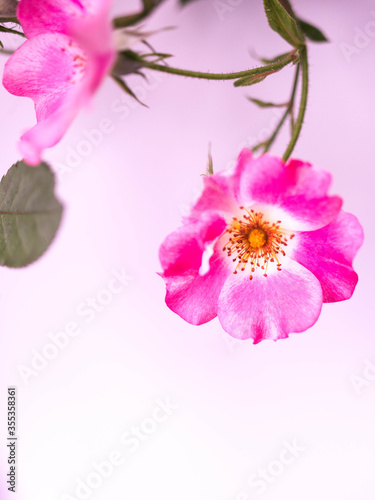 Pink Flower