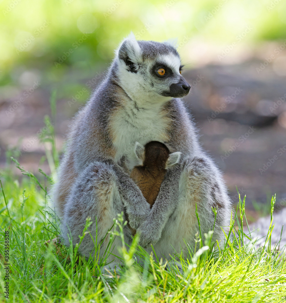 Obraz premium Ring-tailed lemur with a baby