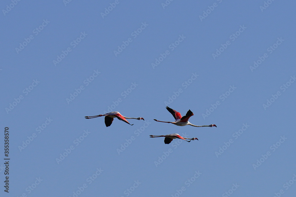 Obraz premium Group of Flamingo in Tunisia 