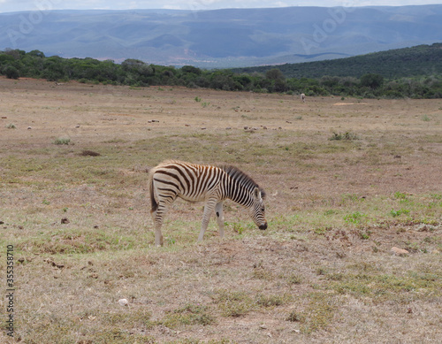 Zebras im Naturreservat im National Park S  dafrika