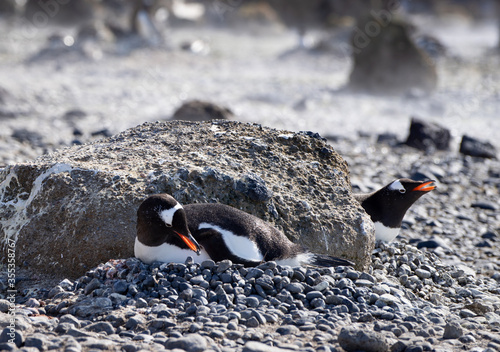 Gentoo penguin lying on it s nest with a pebble in it s beak.