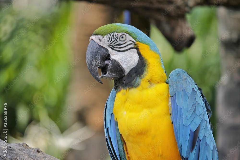 Fototapeta premium Yellow-blue macaw parrot. Color beautiful bird. Perched on a branch.