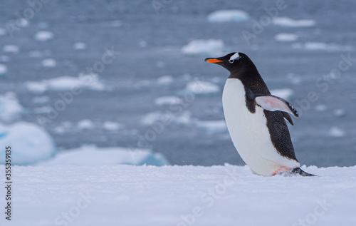 Gentoo penguins walking in the snow at Cuverville Island in Antarctica.