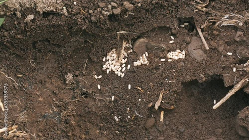 Wallpaper Mural Graded closeup shot of the ant colony, taken with a macro lens in UHD Torontodigital.ca