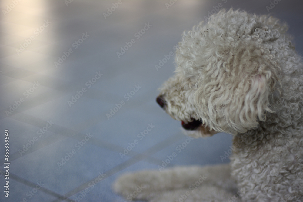 White poodle dog before bathing.
