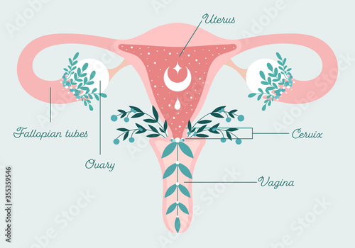 Healthy female reproductive system - Uterus and Ovaries in Flowers. Blooming womb with crescent. Floral Anatomy Scheme - Gynecology Theme. Patient-friendly infographics with text. Symbol of femininity photo