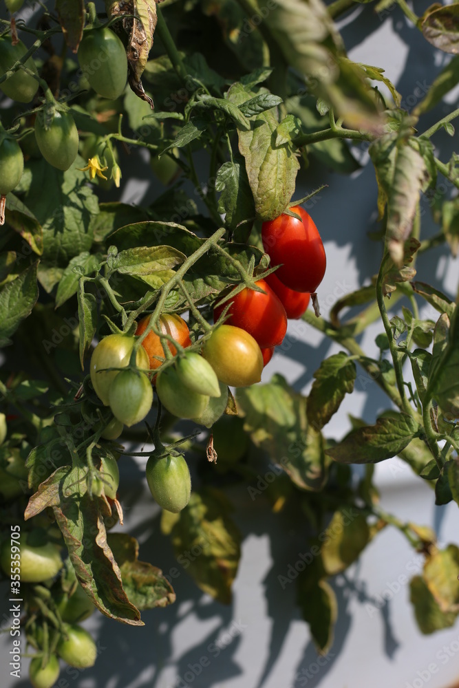 Fresh cherry tomatoes in greenhouse