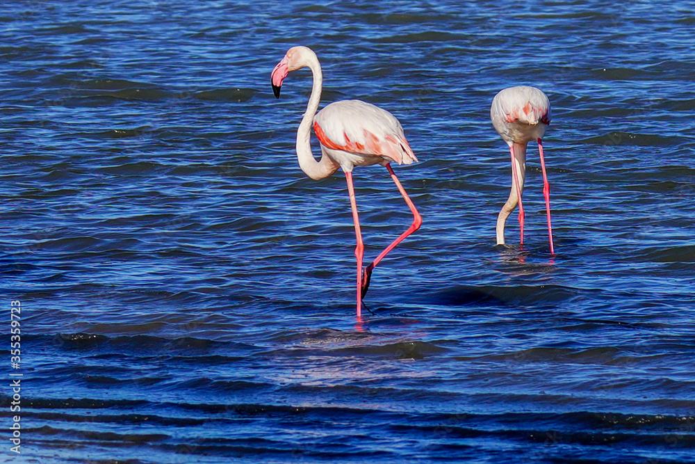 Obraz premium Group of Flamingo in Tunisia