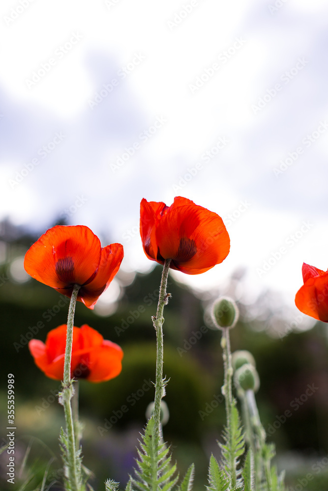 Obraz premium Mohnblumen blühen im Garten