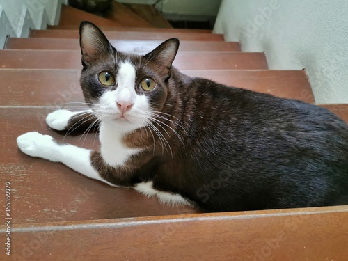 Thai brown cats sit on the stairs in house. Cat looking up. Cute pet.