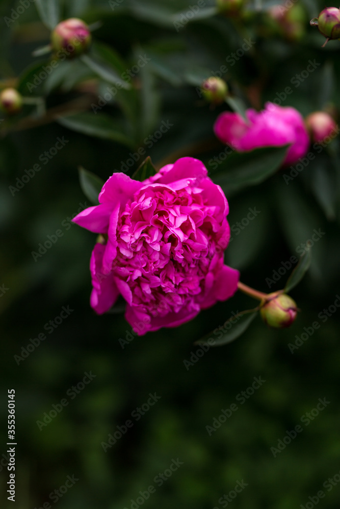 Pinke Pfingstrose im Garten