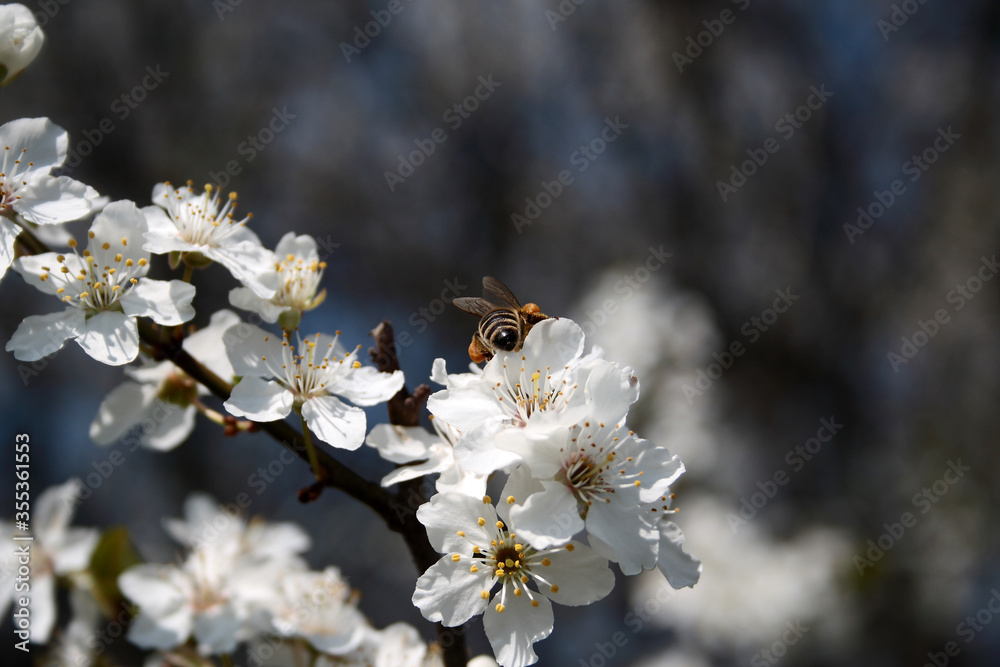 Bee collects pollen from white flowers Bee collects pollen from white flowers