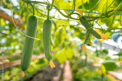 growing organic cucumbers without chemicals and pesticides in a greenhouse on the farm, healthy vegetables with vitamins