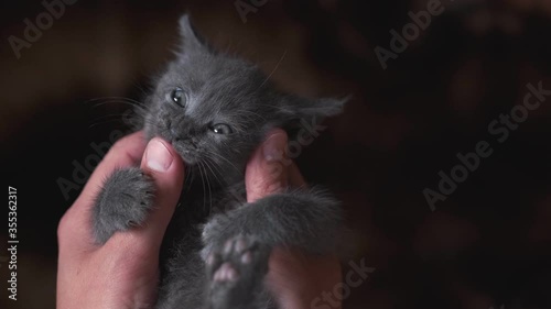 A man is holding a small gray kitten that bites his fingers, close-up.