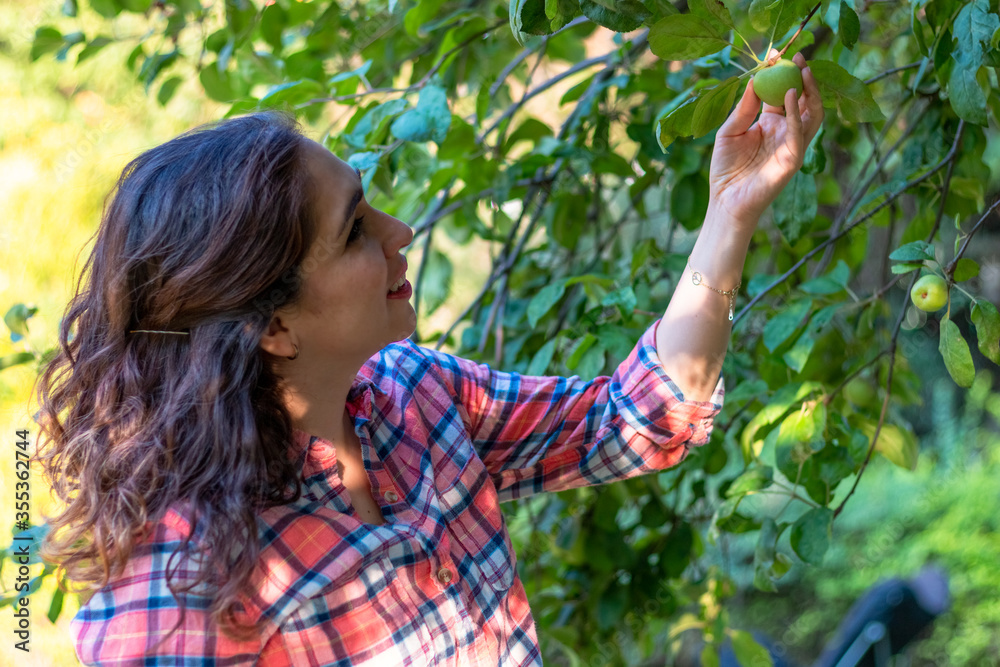 Beautiful young woman picking ripe organic apples in wooden crate in orchard or on farm Beautiful young woman picking ripe organic apples in wooden crate in orchard or on farm