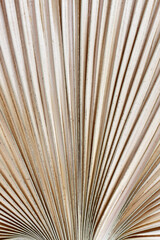 Deken met foto Cappuccinokleur Abstracte textuur gedroogd palmblad  © Firn