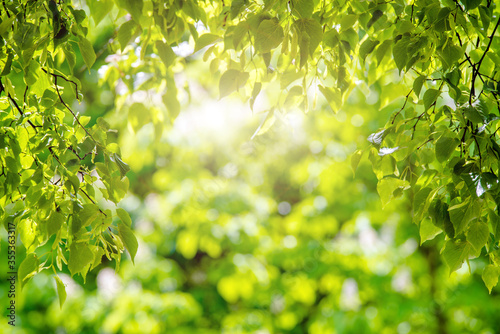 Green nature background with birch leaves 