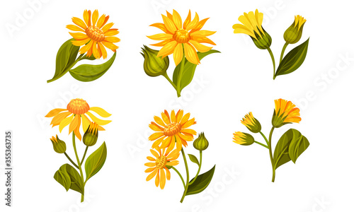 Arnica Yellow or Orange Flower Head with Long Ray Florets on Green Stem Vector Set