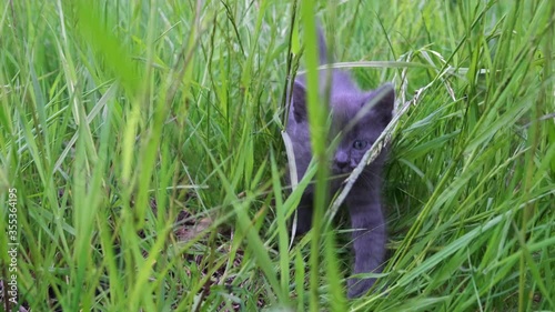 Close-up of a small, grey kitten wading through green grass on a Sunny day. Cute kitten is walking on the high grass. Low Angle ,Tracking Shot