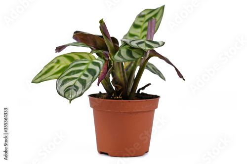 Side view of tropical  Ctenanthe Burle Marxii  house plant with exotic stripe pattern on leaves in flower pot on white background