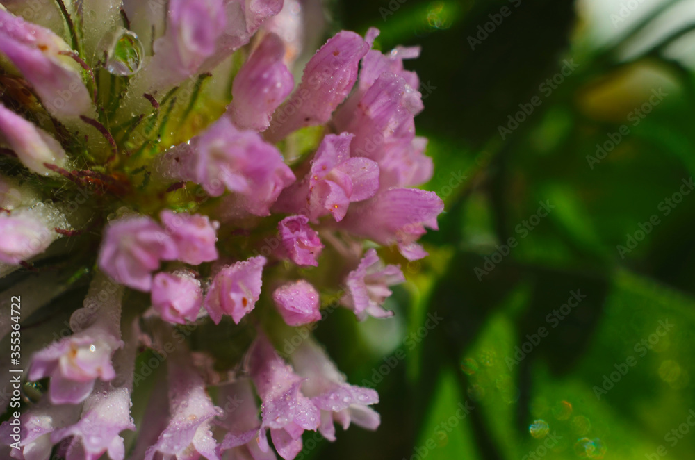 Soft focus macro picture of beautiful drops of water morning dew on petal of gentle pink clover flower in nature. Soft focus macro picture of beautiful drops of water morning dew on petal of gentle pink clover flower in nature.