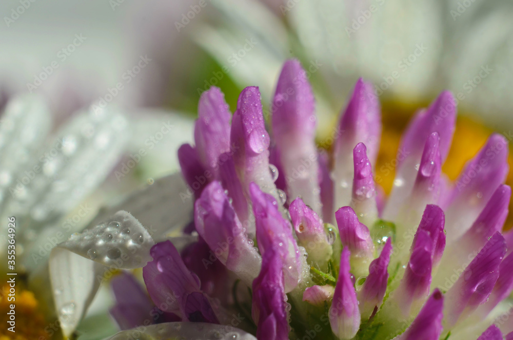 Soft focus macro picture of beautiful drops of water morning dew on petal of gentle pink clover flower in nature.