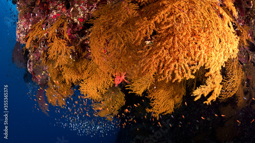 Tableau sur toile fan coral in an overhang of elphinstone reef