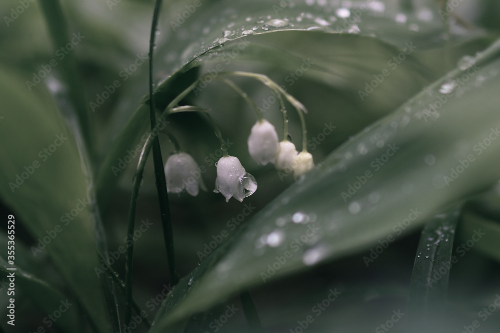 lilies of the valley after rain close-up on a green background lilies of the valley after rain close-up on a green background