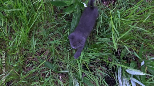 A small, gray kitten walks through the green, tall grass. The view from the top.
