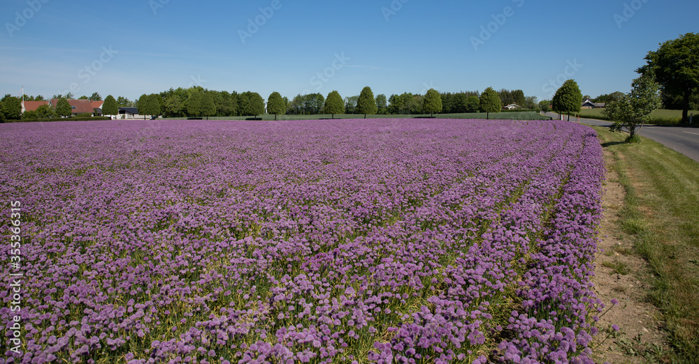 Rows of chive in a field with purple colors and blue sky