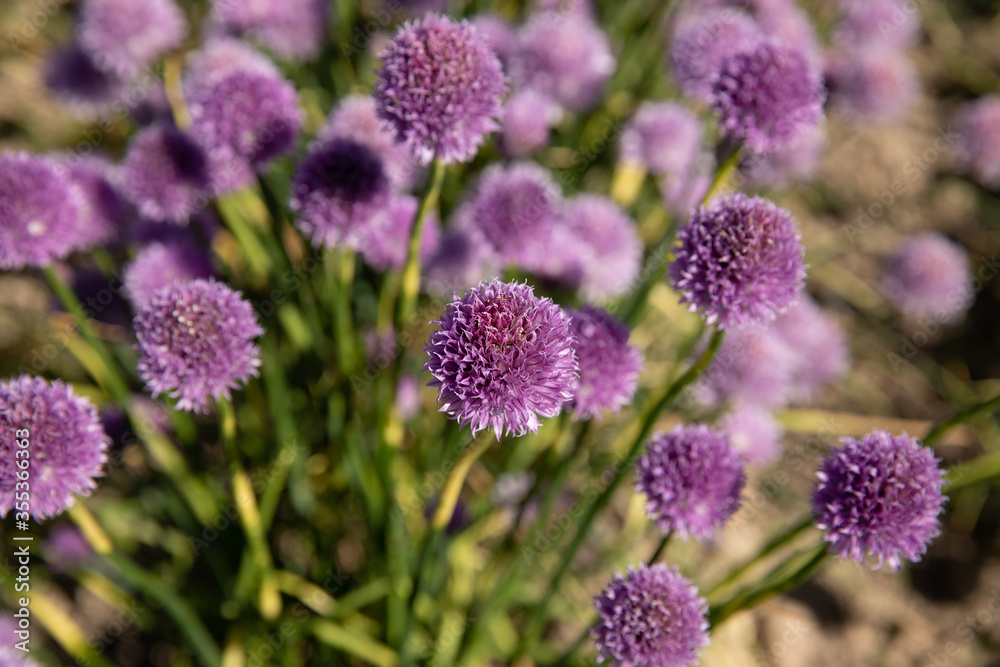Chive field with purple colors Chive field with purple colors