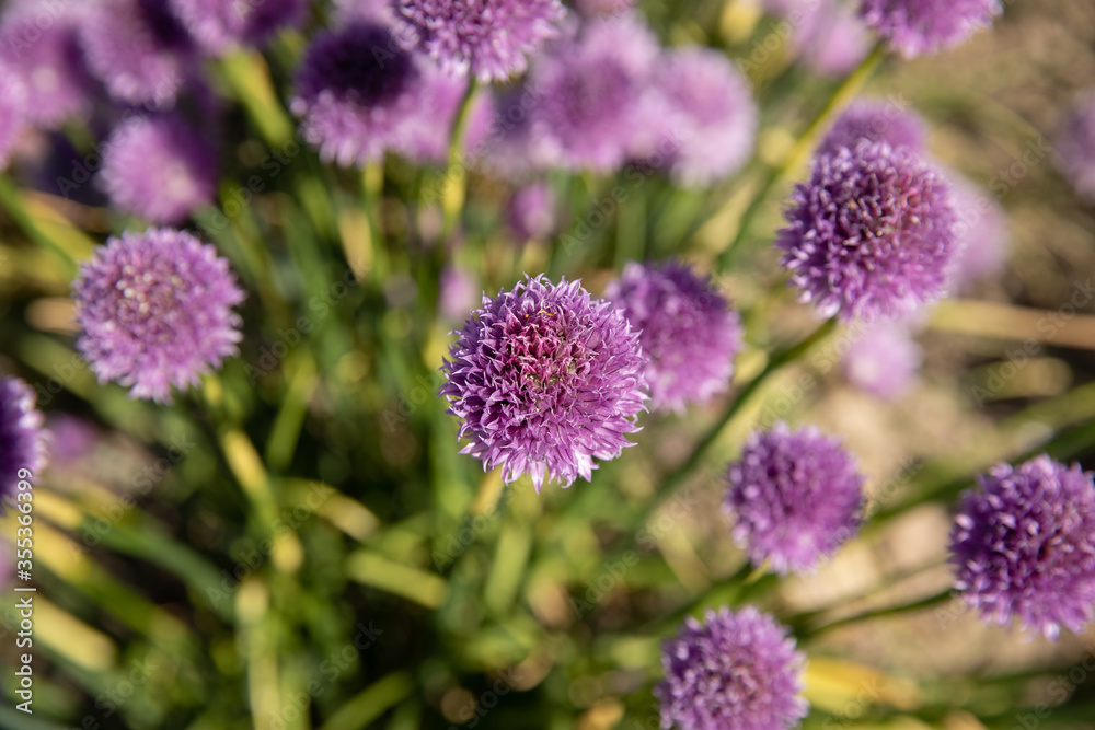 Fototapeta premium Chive field with purple colors 