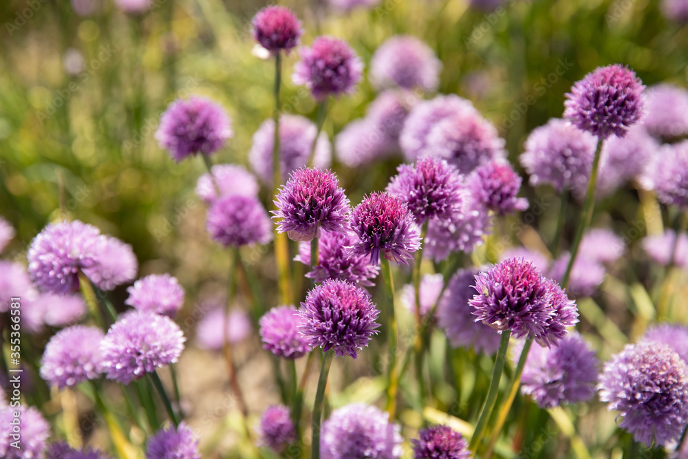 Chive field with purple flowers Chive field with purple flowers