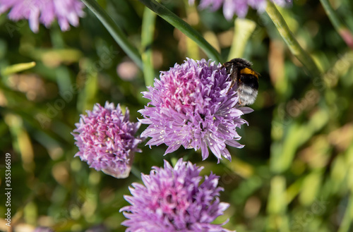 Fototapeta Naklejka Na Ścianę i Meble -  Growler in the chive field with purple flowers